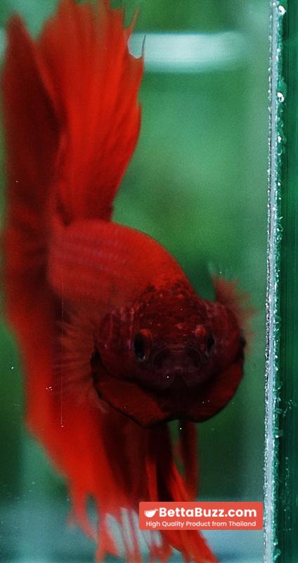 Betta fish Blood Red Black Evil Spot Sky Hawk OHM - Image 9