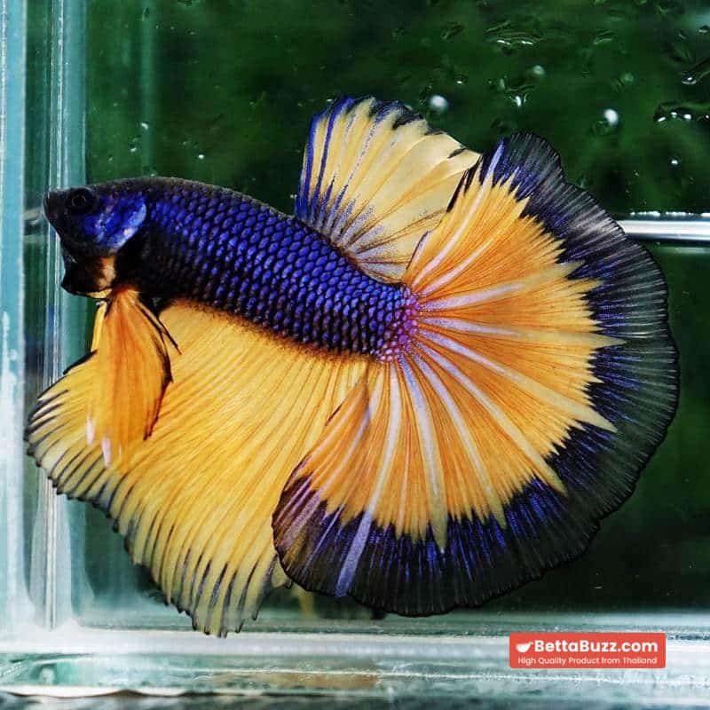 Betta fish Purple Mustard Gas Black Ring HM - Image 3