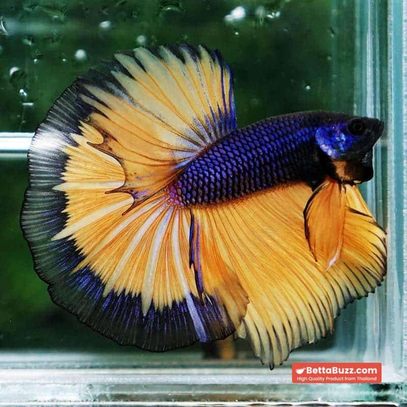 Betta fish Purple Mustard Gas Black Ring HM - Image 2