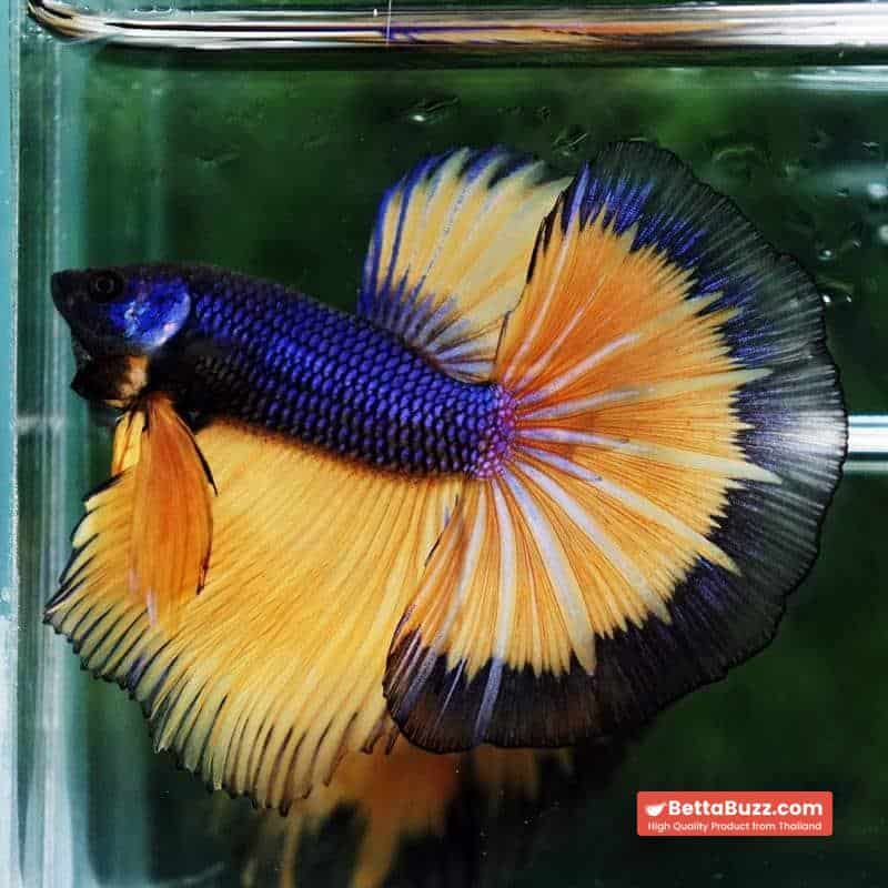 Betta fish Purple Mustard Gas Black Ring HM - Image 5