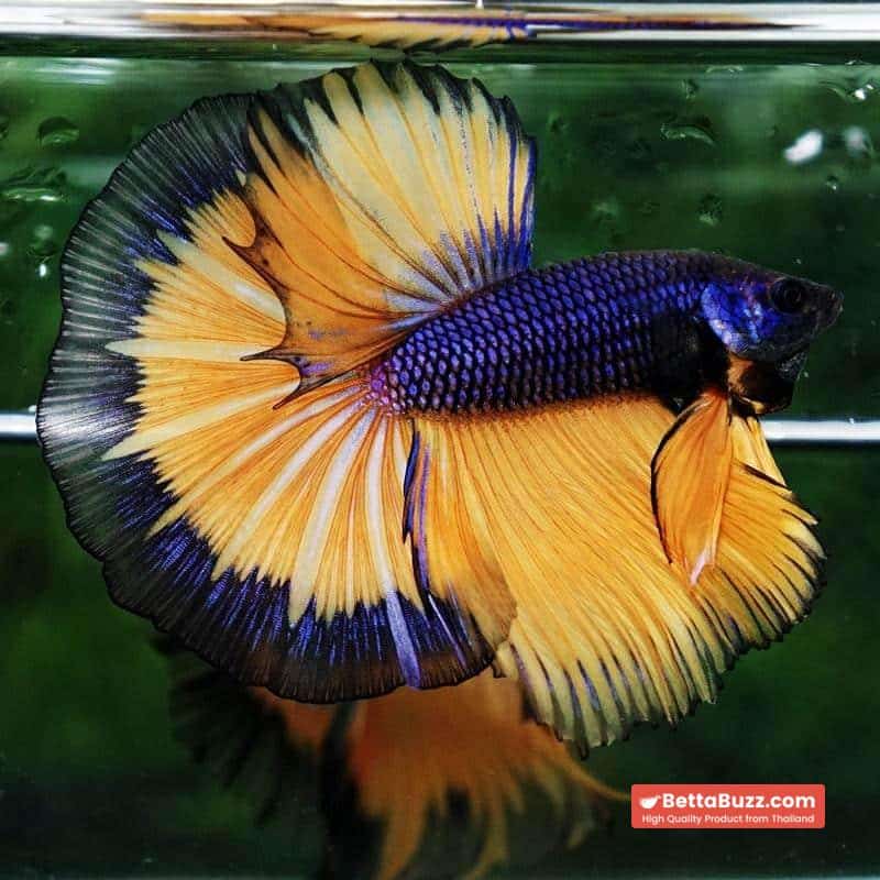 Betta fish Purple Mustard Gas Black Ring HM - Image 4