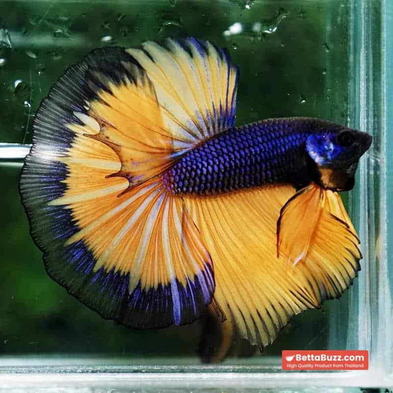 Betta fish Purple Mustard Gas Black Ring HM - Image 6
