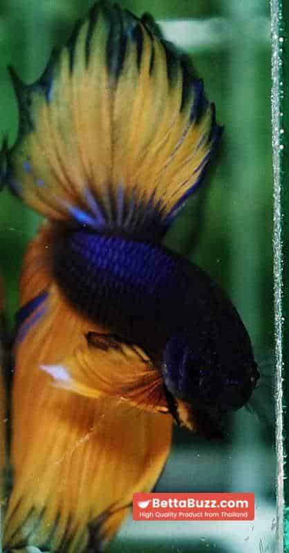 Betta fish Purple Mustard Gas Black Ring HM - Image 7