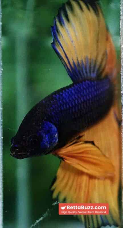 Betta fish Purple Mustard Gas Black Ring HM - Image 8