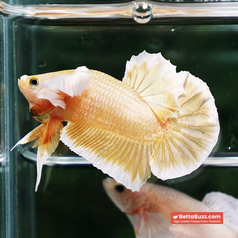 Betta fish Super Gold Dumbo HMPK