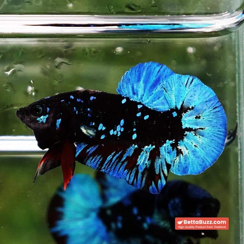 Betta fish Avatar Blue Black Star OHMPK - Image 3