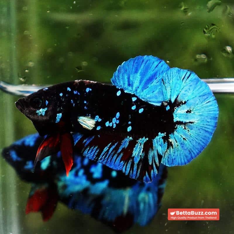 Betta fish Avatar Blue Black Star OHMPK - Image 5