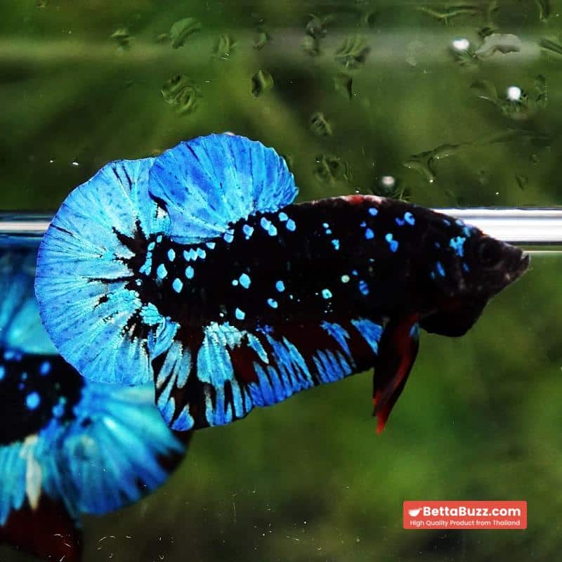 Betta fish Avatar Blue Black Star OHMPK - Image 4