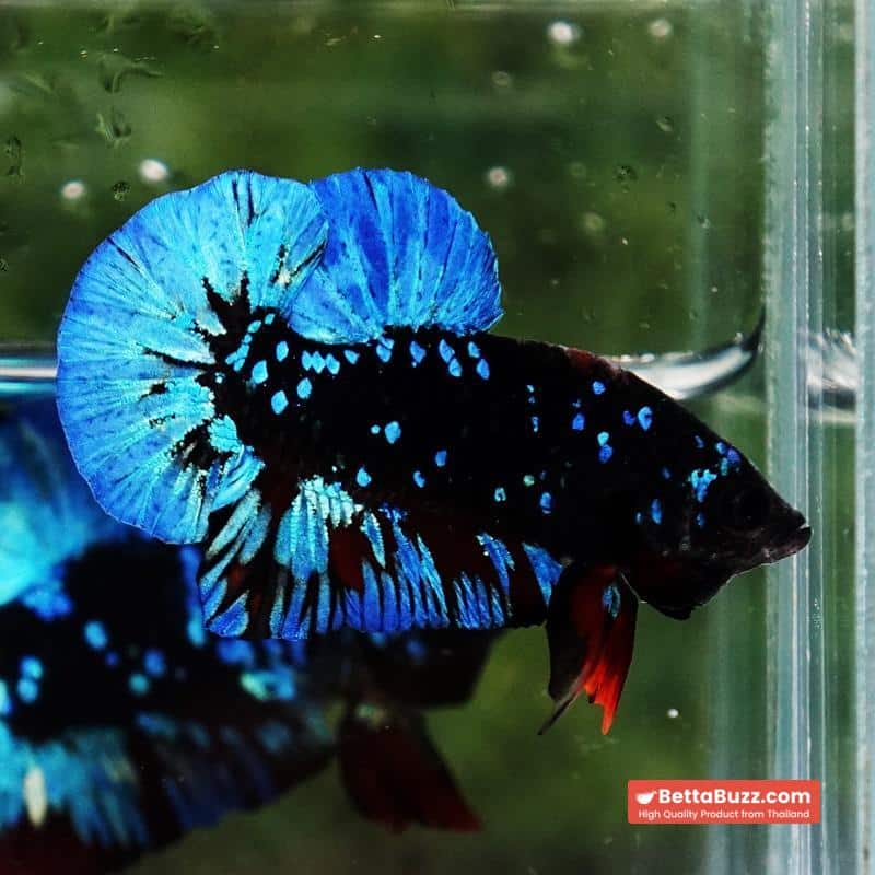 Betta fish Avatar Blue Black Star OHMPK - Image 6