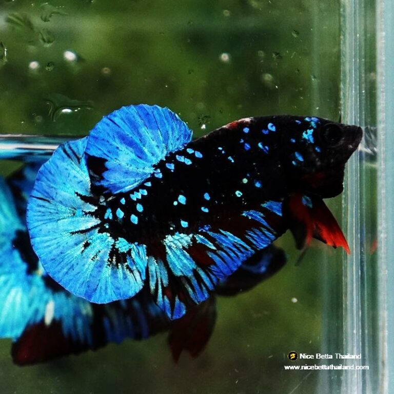 Betta fish Avatar Blue Black Star OHMPK