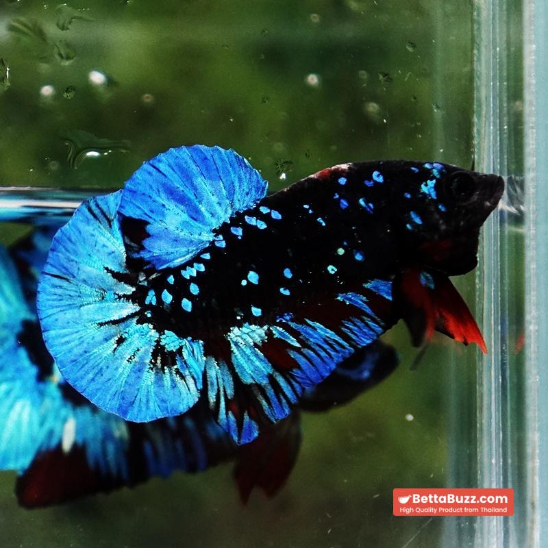 Betta fish Avatar Blue Black Star OHMPK