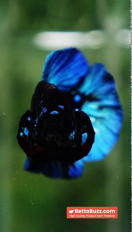 Betta fish Avatar Blue Black Star OHMPK - Image 7