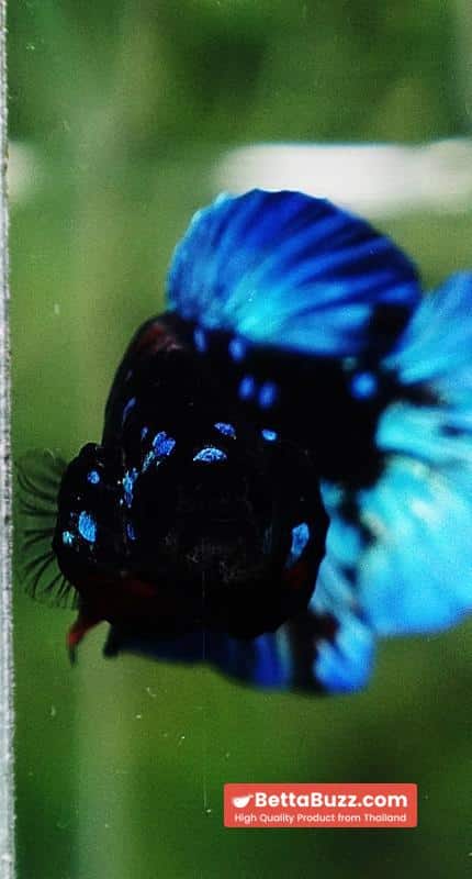 Betta fish Avatar Blue Black Star OHMPK - Image 8