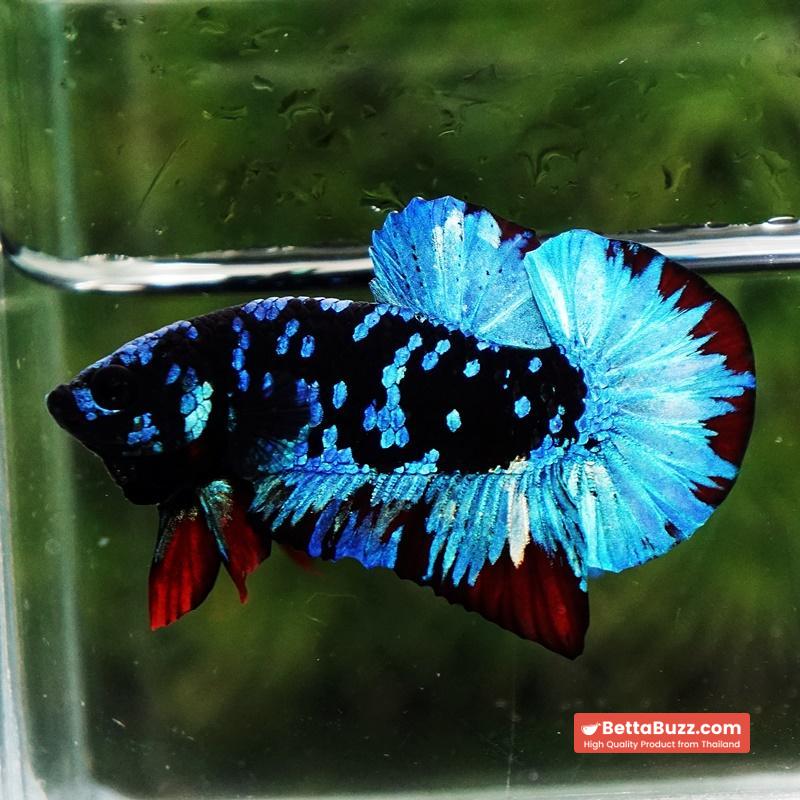 Betta fish Avatar Blue Black Star OHMPK