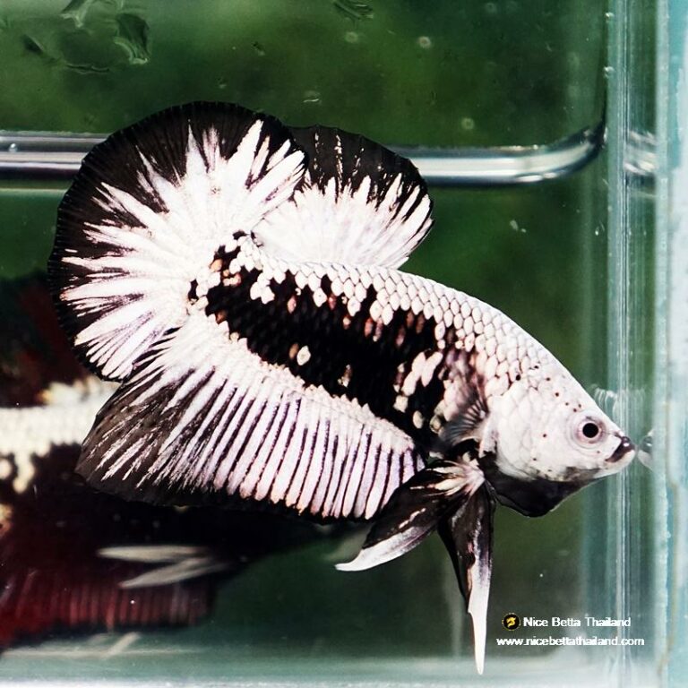 Betta fish Black Dragon Warriors HMPK