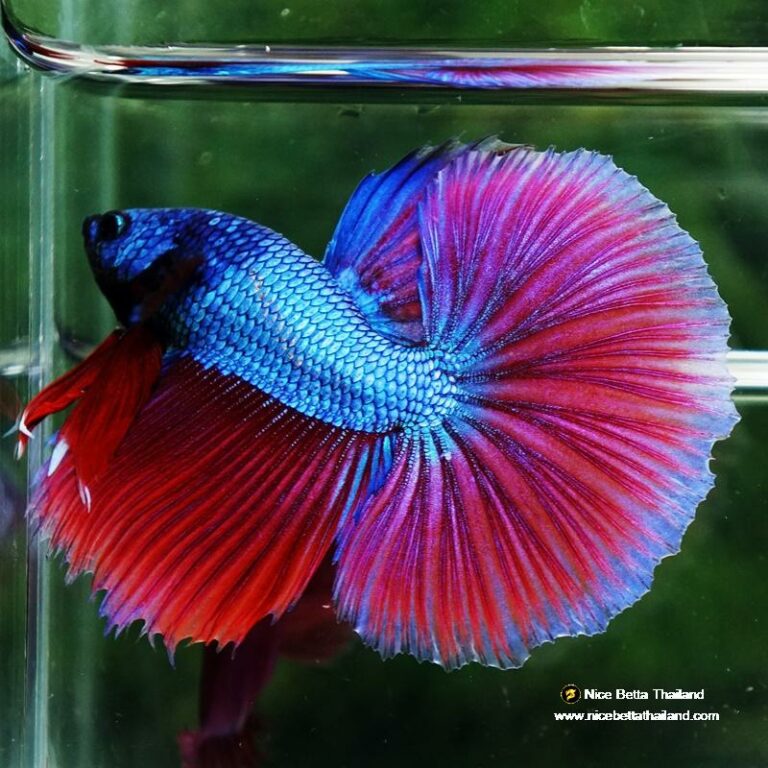 Betta fish Purple Pony Lavender OHM