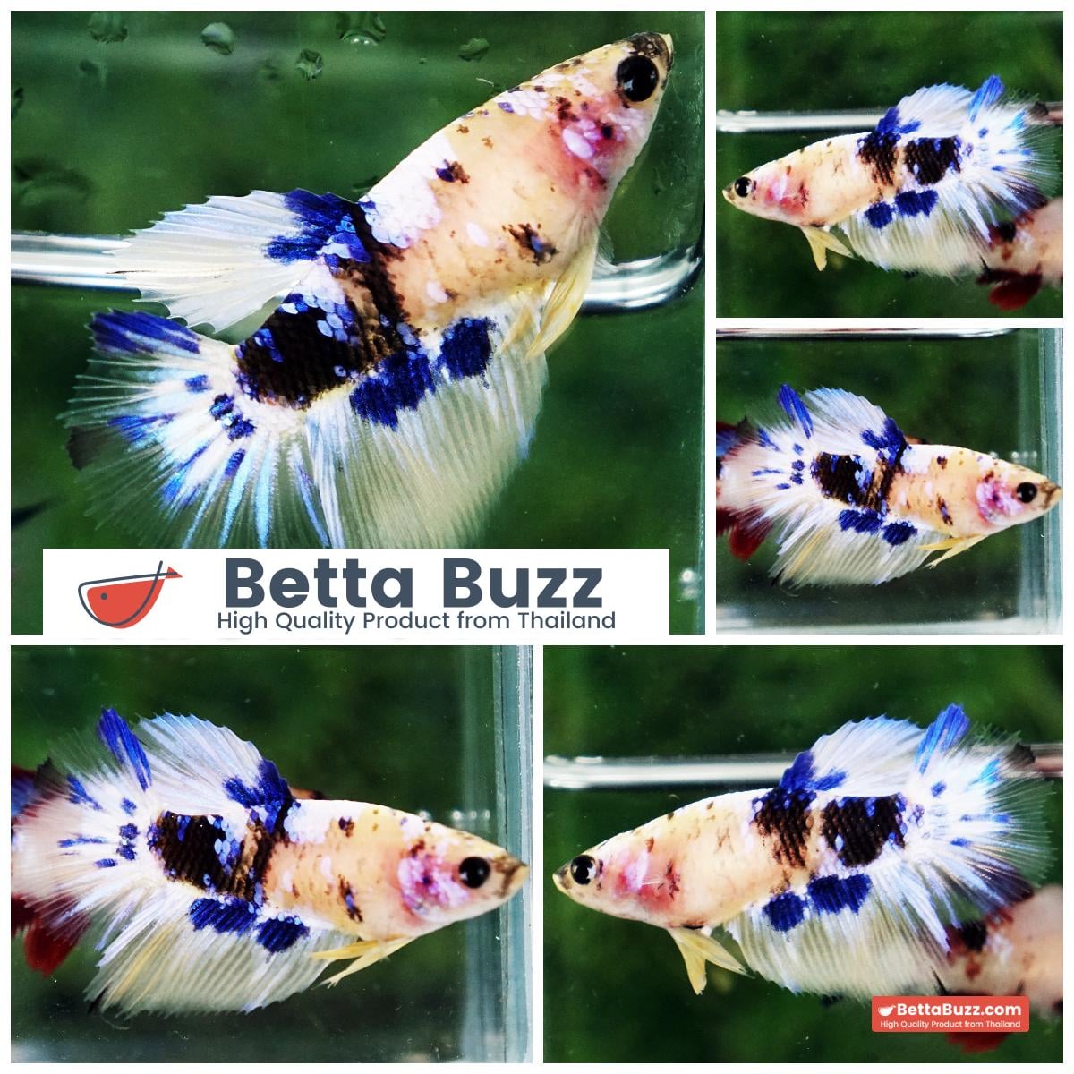 Betta fish Female Yellow Blue Marble HM