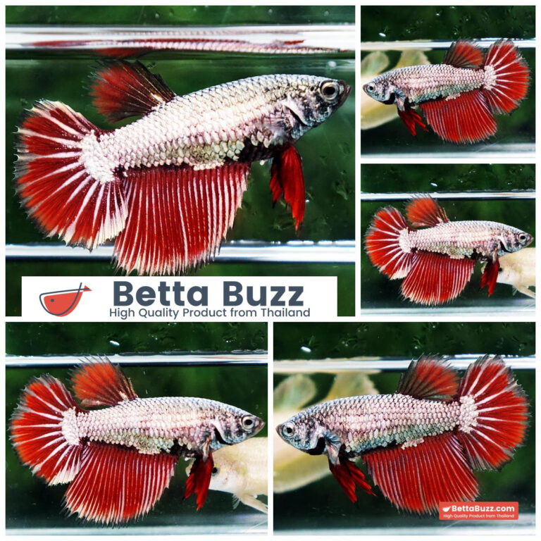 Betta fish Female Hell Copper HM