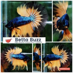 Betta fish Blue Mustard Gas Black Ring HM