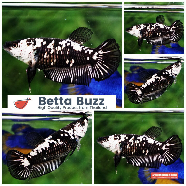 Betta fish Female Black mambar Samurai HMPK