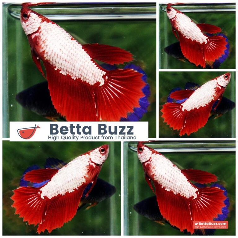 Betta fish Female Red Dragon HM