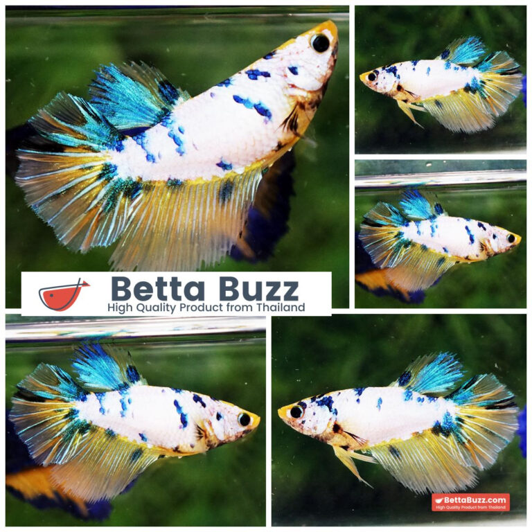 Betta fish Female Gold & Blue Marble HM