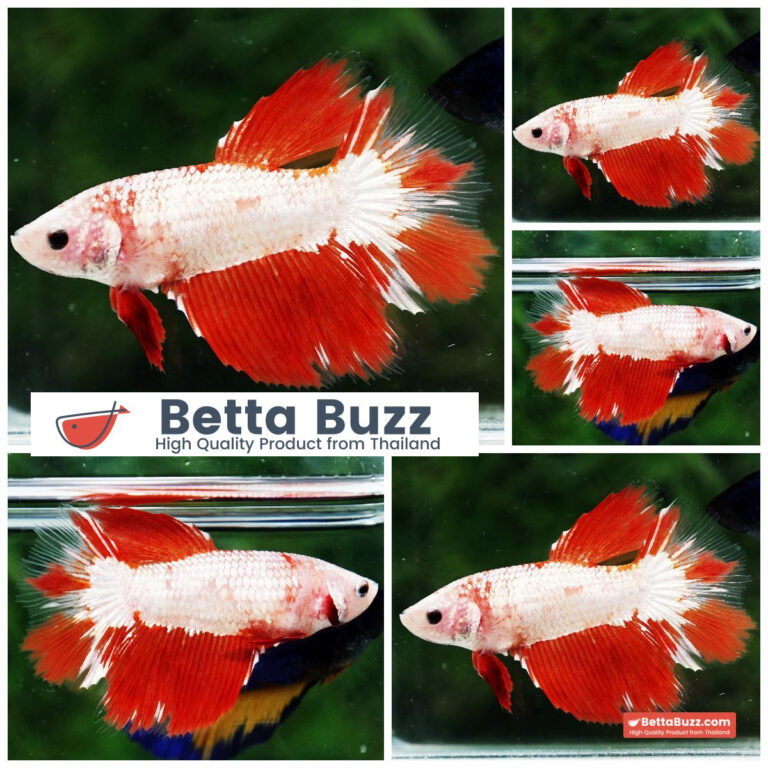 Betta fish Female Fire Dragon HM