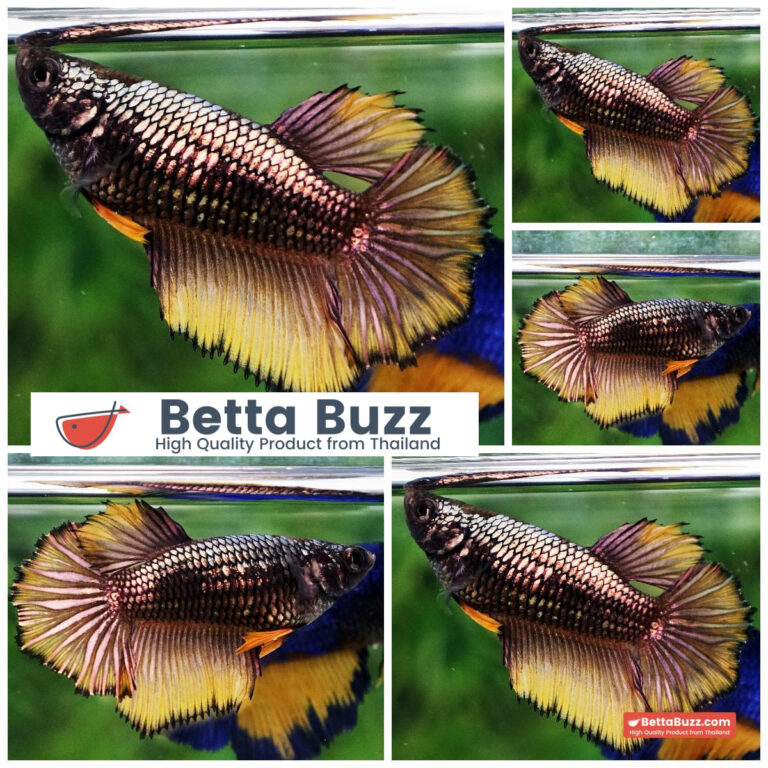 Betta fish Female Yellow Copper Dragon HM