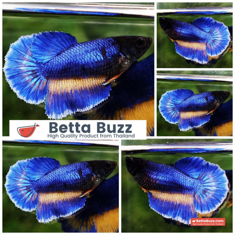 Betta fish Female Blue Mustard Gas Ninja Head HM