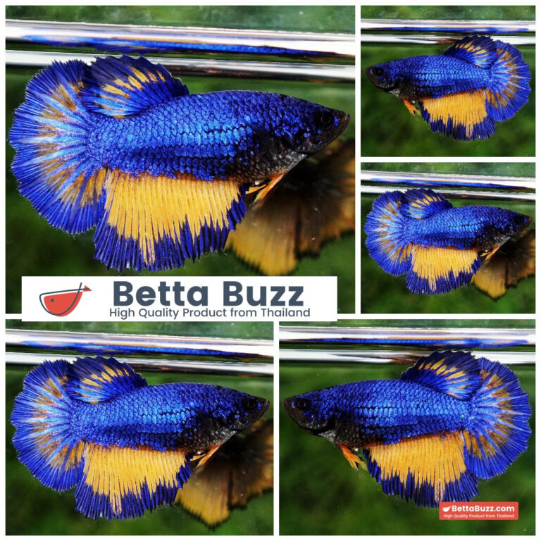 Betta fish Queen Blue Mustard Gas Butterfly HM