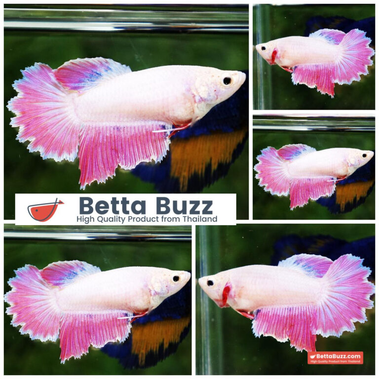 Betta fish Snow Pink Rosetail HM