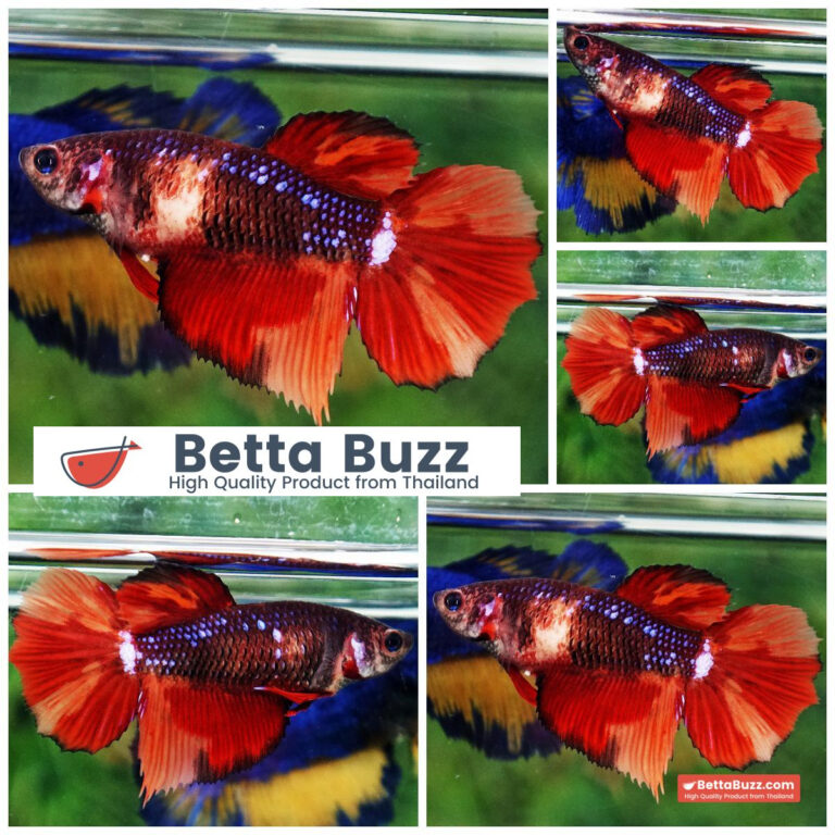 Betta fish Female Firer Warriors Galaxy HM