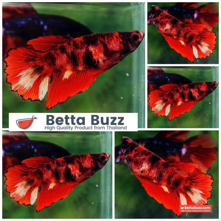 Betta fish Female Red Tiger HM