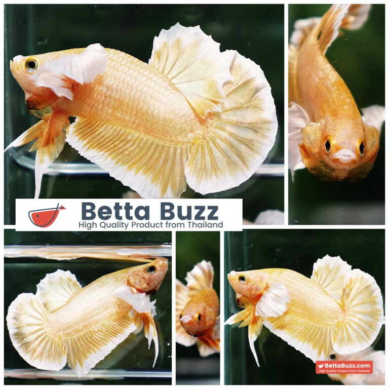 Betta fish Super Gold Dumbo HMPK