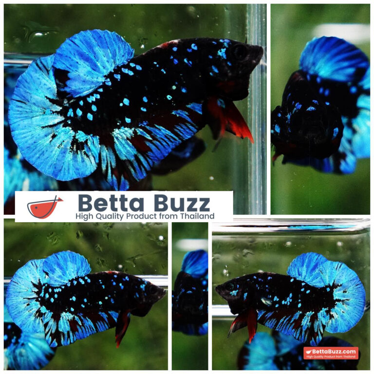 Betta fish Avatar Blue Black Star OHMPK