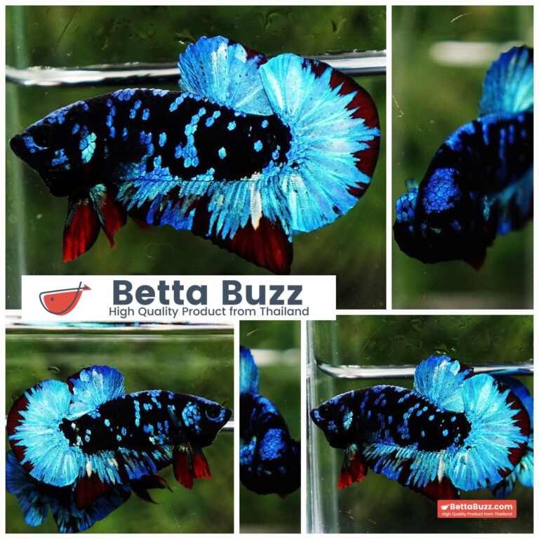 Betta fish Avatar Blue Black Star OHMPK