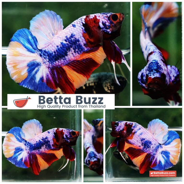 Betta fish Rainbow Candy Nemo HMPK