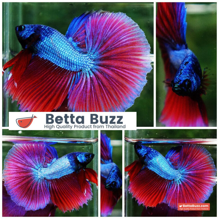 Betta fish Purple Pony Lavender OHM