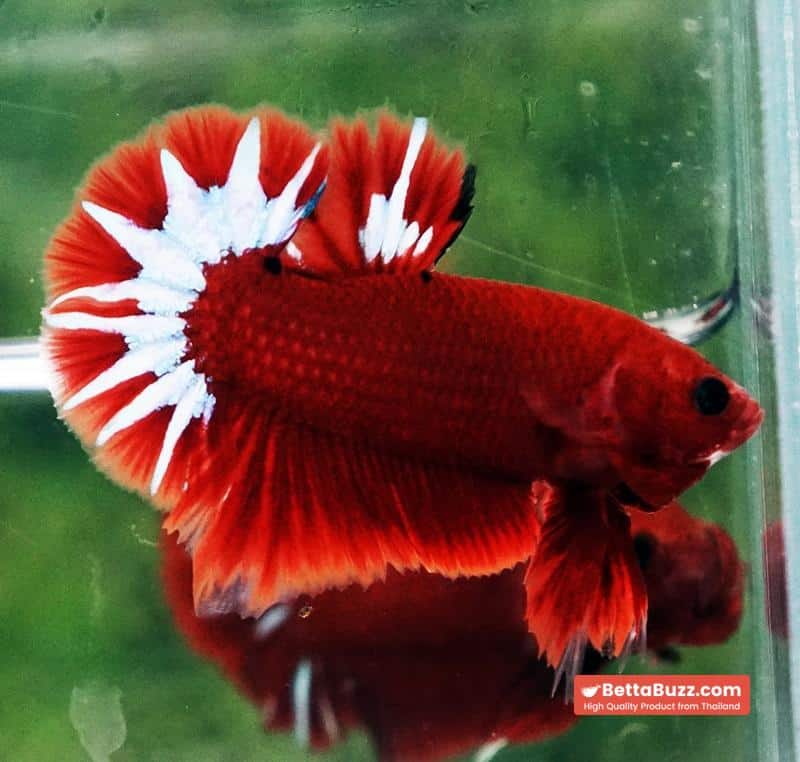 Betta fish Hell Boy Star OHMPK - Image 4