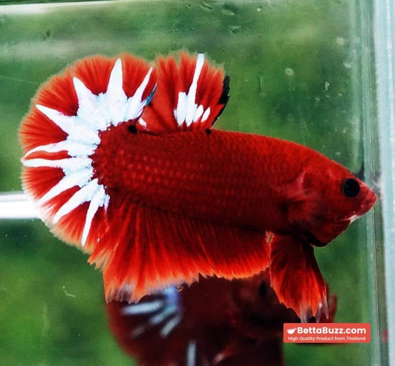 Betta fish Hell Boy Star OHMPK - Image 2