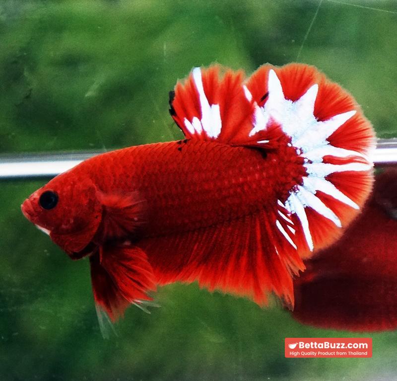 Betta fish Hell Boy Star OHMPK - Image 3