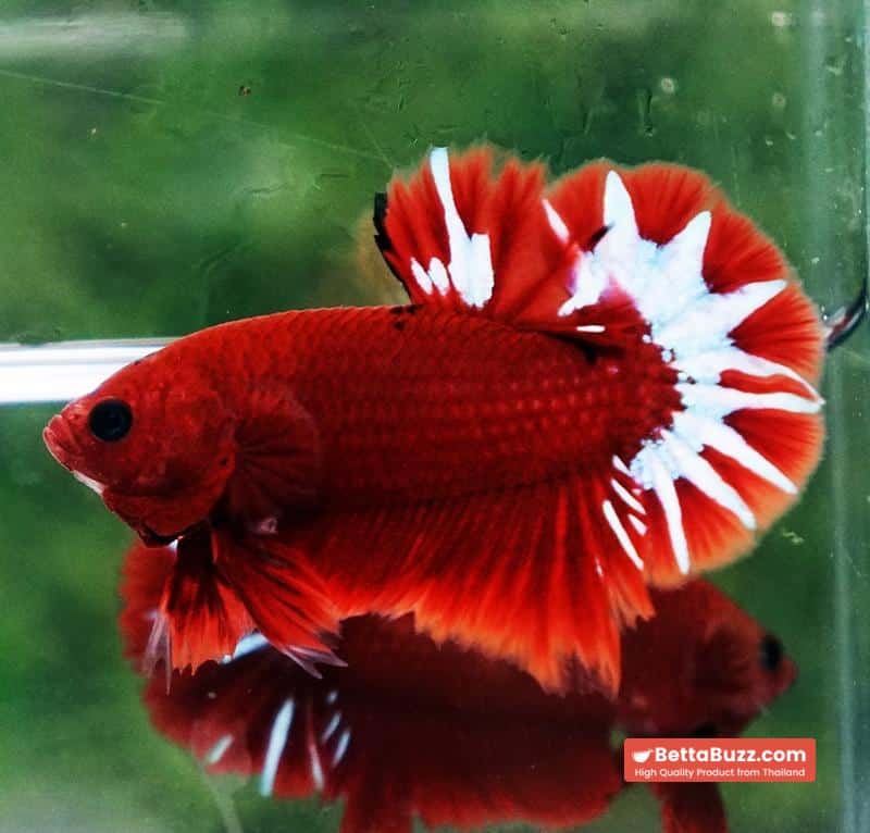 Betta fish Hell Boy Star OHMPK - Image 5