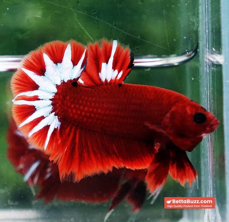 Betta fish Hell Boy Star OHMPK - Image 6