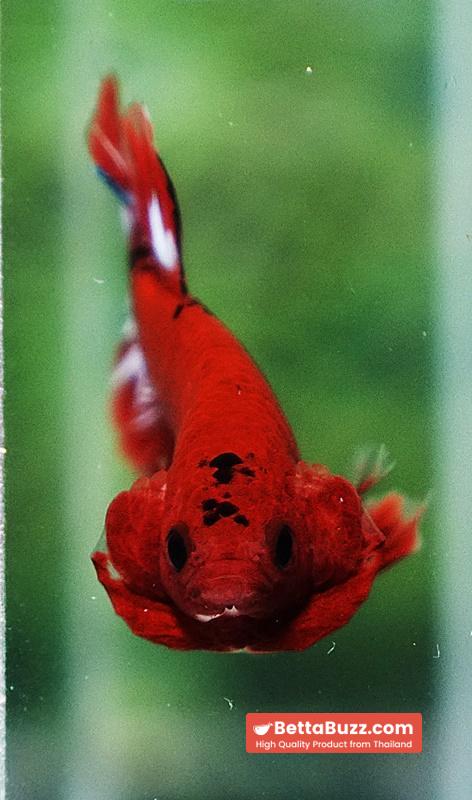 Betta fish Hell Boy Star OHMPK - Image 7