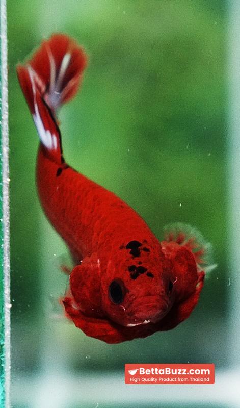 Betta fish Hell Boy Star OHMPK - Image 8