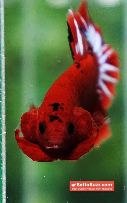 Betta fish Hell Boy Star OHMPK - Image 9