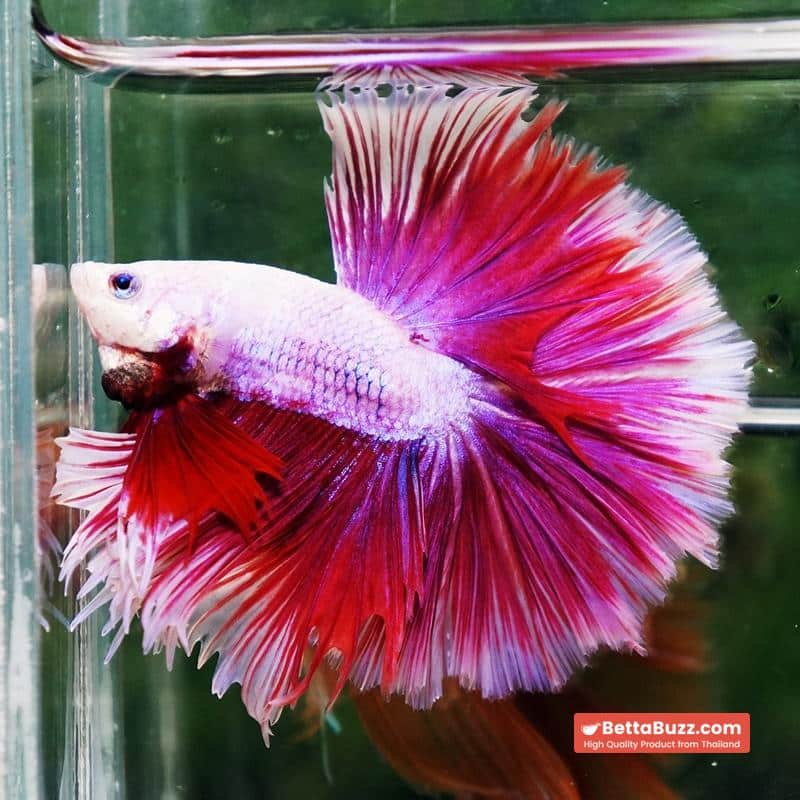 Betta fish Prince of Pink Lavender Hawk HS - Image 4
