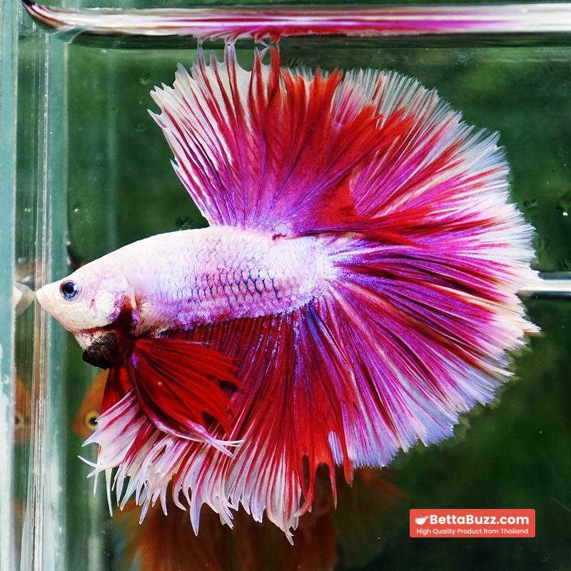Betta fish Prince of Pink Lavender Hawk HS - Image 7