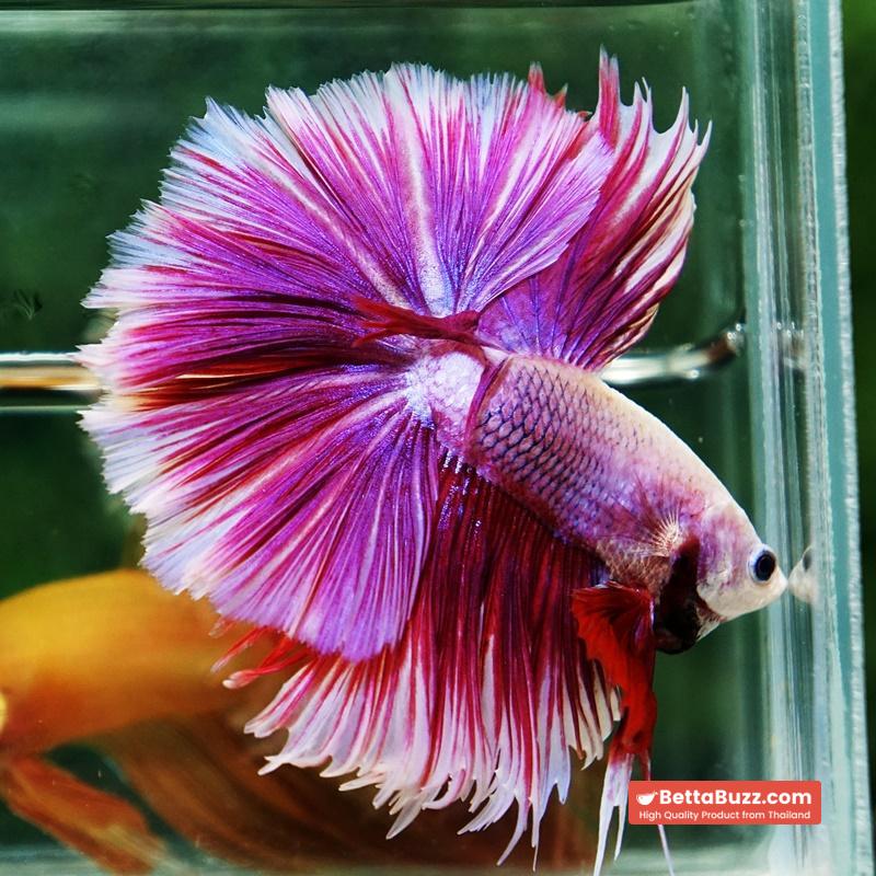 Betta fish Prince of Pink Lavender Hawk HS - Image 2