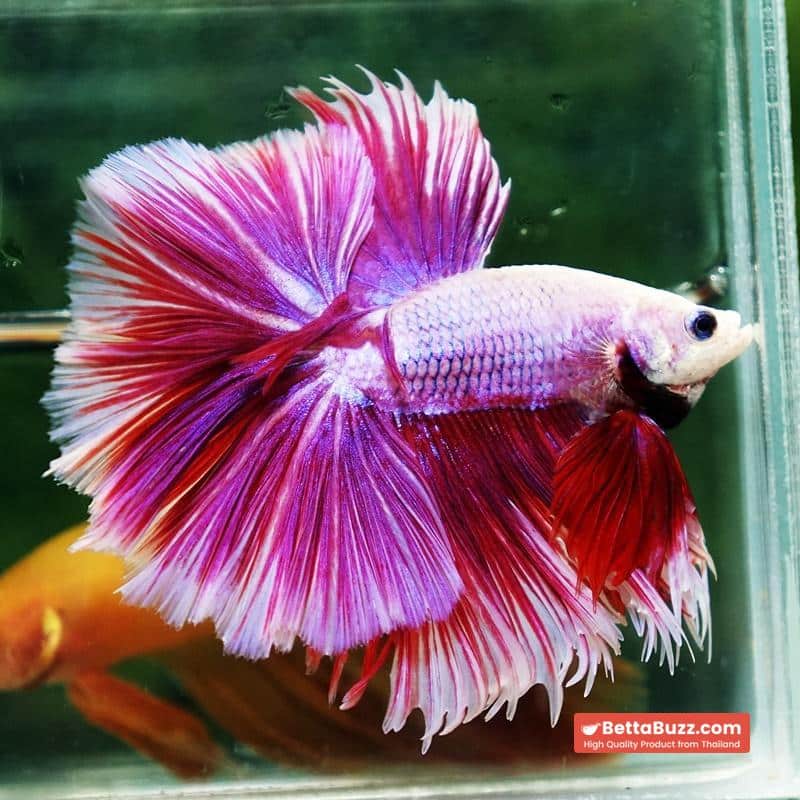 Betta fish Prince of Pink Lavender Hawk HS - Image 5